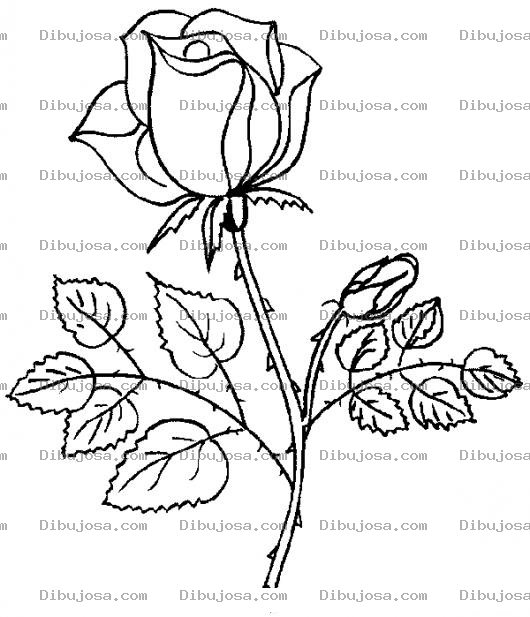 Dibujo para colorear Dibujo De Una Rosa Para Pintar Y Colorear