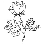 Dibujo para colorear Dibujo De Una Rosa Para Pintar Y Colorear