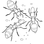 Dibujo para colorear Dibujo De Zompopos Para Pintar Y Colorear 3 Hormigas Gigantes