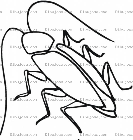 Dibujo para colorear Dibujo De Cucaracha Para Pintar Y Colorear Cucacuca