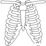 Dibujo para colorear Costillas Y Claviculas Del Cuerpo Humano Dibujo De Caja Toraxica Para Pintar Y Colorear Los Huesos Del Torax