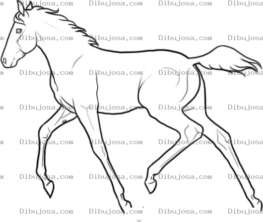 Dibujo para colorear Caballos Y Potrillos Dibujo De Caballito Joven Para Pintar Y Colorear
