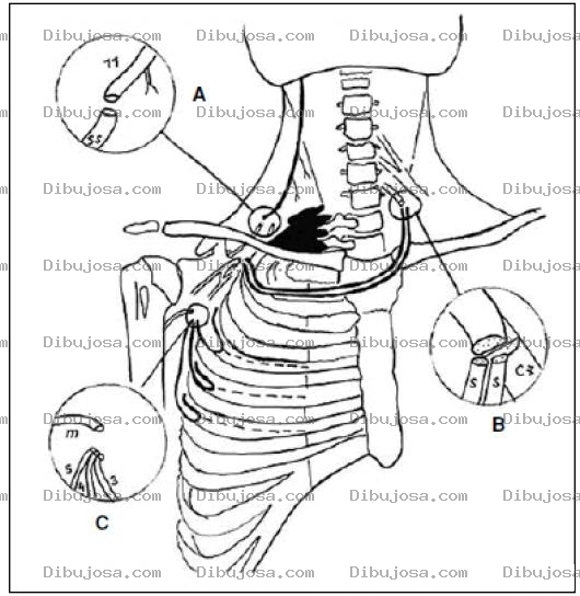 Dibujo para colorear Nervios Del Plexo Braquial Que Controlan Los Movimientos Del Brazo Antebrazo Y Mano Dibujo Para Pintar Y Colorear El Braquial Plexus Conectado A La Medula Espinal Para Pintar Y Colorear