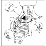 Dibujo para colorear Nervios Del Plexo Braquial Que Controlan Los Movimientos Del Brazo Antebrazo Y Mano Dibujo Para Pintar Y Colorear El Braquial Plexus Conectado A La Medula Espinal Para Pintar Y Colorear