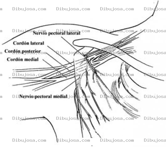 Dibujo para colorear Nervios Del Plexo Braquial Para Pintar Y Colorear