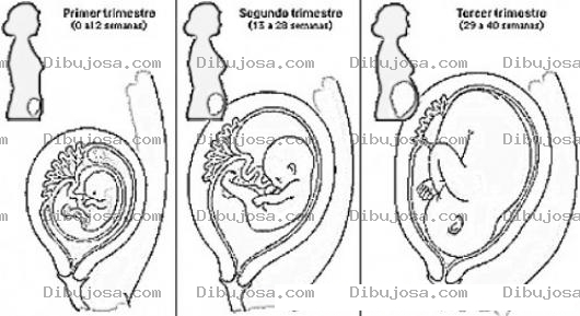 Dibujo para colorear Embarazo Por Meses Dibujo De La Evolucion Del Embarazo Y Etapas Del Embarazo Por Trimestres Para Pintar Y Colorear Bebe A Los 3 Meses A Los 6 Meses Y A Los 9 Meses