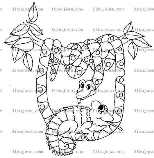 Dibujo para colorear Dibujo De Culebra Y Camaleon Para Pintar Y Colorear