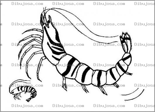 Dibujo para colorear Camarones Jumbo Dibujo De Un Rico Y Delicioso Camaron Gigante Para Pintar Y Colorear Langostinos Al Ajillo Con Cascara
