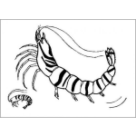 Dibujo para colorear Camarones Jumbo Dibujo De Un Rico Y Delicioso Camaron Gigante Para Pintar Y Colorear Langostinos Al Ajillo Con Cascara
