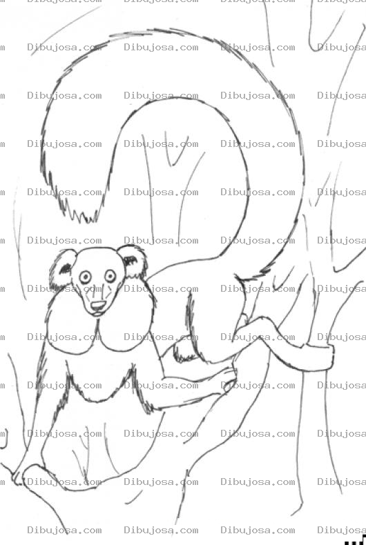 Dibujo para colorear Dibujo De Mono Con Cola De Zorro Para Pintar Y Colorear