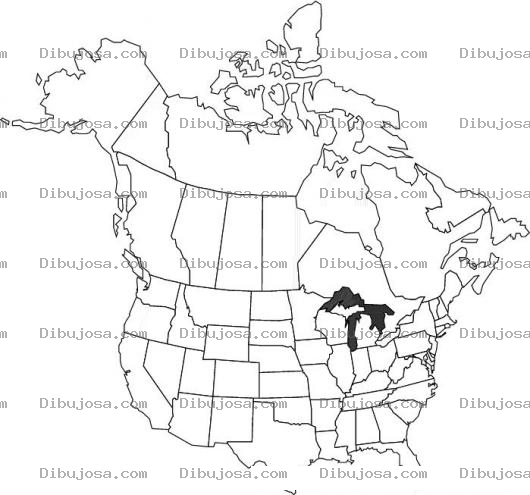 Dibujo para colorear colorear mapa de norte america incluido canada y alaska