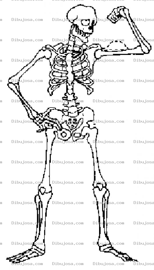 Dibujo para colorear Dibujo De Esqueleto Musculoso Para Pintar Y Colorear