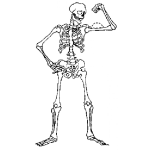 Dibujo para colorear Dibujo De Esqueleto Musculoso Para Pintar Y Colorear