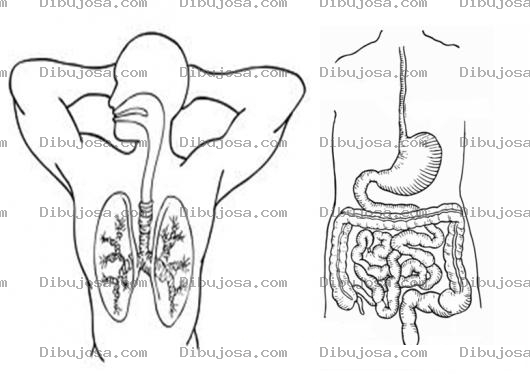 Dibujo para colorear Sistema Respiratorio Y Sistema Digestivo Para Pintar Y Colorear Lamina Educativa De Pulmones E Intestinos