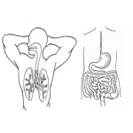 Dibujo para colorear Sistema Respiratorio Y Sistema Digestivo Para Pintar Y Colorear Lamina Educativa De Pulmones E Intestinos