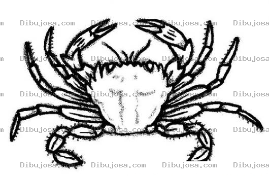 Dibujo para colorear Dibujo De Jaiba Para Pintar Y Colorear Cangrejo Cangura