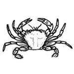 Dibujo para colorear Dibujo De Jaiba Para Pintar Y Colorear Cangrejo Cangura
