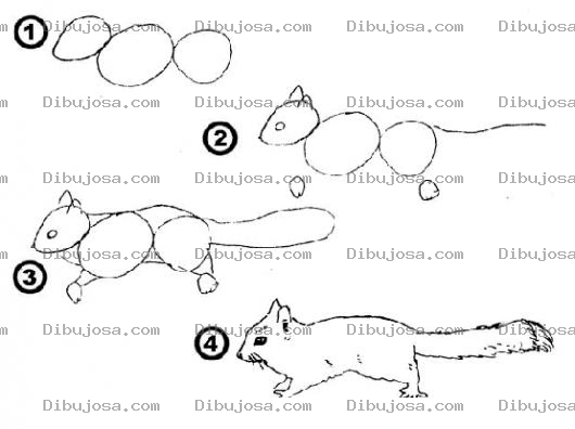 Dibujo para colorear Como Aprender A Dibujar Una Ardilla En 4 Pasos Para Pintar Y Colorear