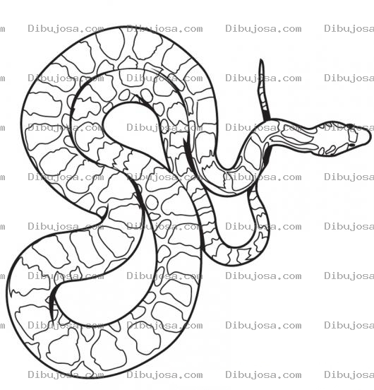 Dibujo para colorear Dibujo De Culebra Para Pintar Y Colorear Una Boa Venenosa