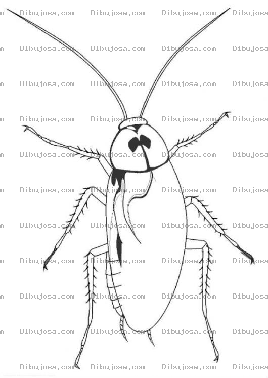 Dibujo para colorear Dibujo De Cucaracha Para Pintar Y Colorear Cuca Asquerosa