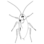 Dibujo para colorear Dibujo De Cucaracha Para Pintar Y Colorear Cuca Asquerosa