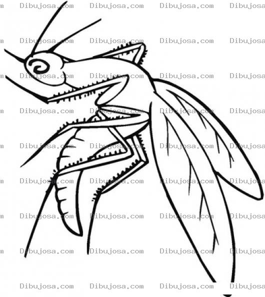 Dibujo para colorear Dibujo De Zancudo Para Pintar Y Colorear Mosquito Gigante