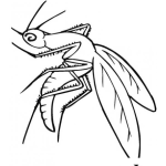 Dibujo para colorear Dibujo De Zancudo Para Pintar Y Colorear Mosquito Gigante