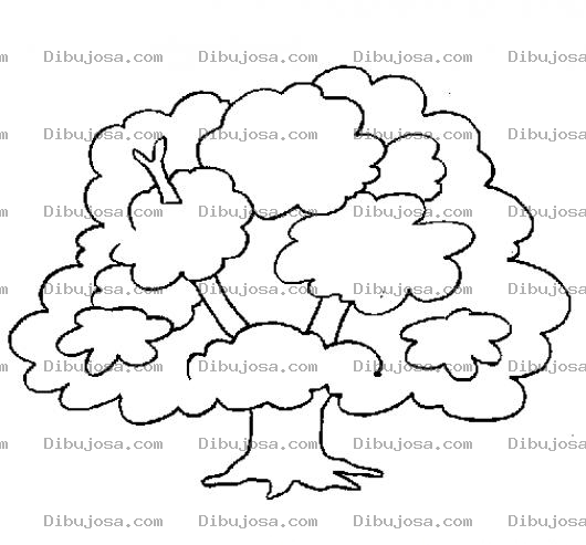 Dibujo para colorear Dibujo De Ceiba Frondosa Para Pintar Y Colorear