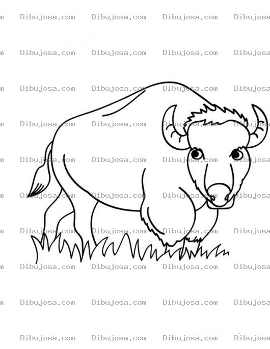 Dibujo para colorear Dibujo De Bufalo Para Colorear