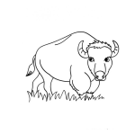 Dibujo para colorear Dibujo De Bufalo Para Colorear
