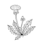 Dibujo para colorear Dibujo De Planta Diente De Leon Para Pintar Y Colorear Dientedeleon