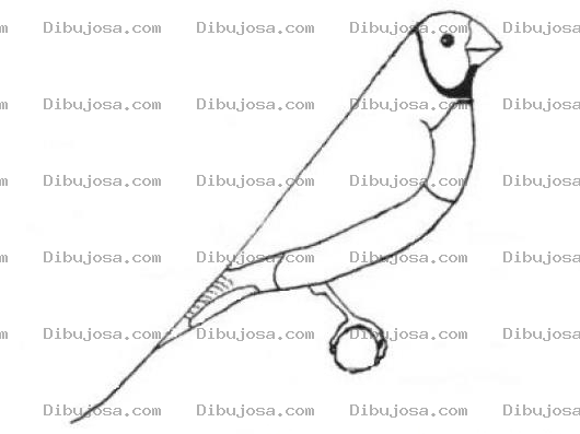 Dibujo para colorear Dibujo De Canario Para Pintar Y Colorear