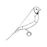 Dibujo para colorear Dibujo De Canario Para Pintar Y Colorear