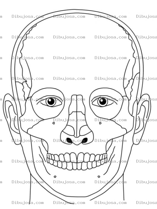 Dibujo para colorear Anatomia Del Rostro Para Pintar Y Colorear
