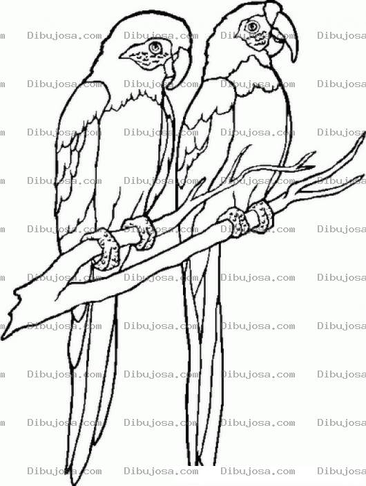 Dibujo para colorear Parejita De Loros Para Pintar Y Colorear
