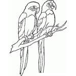 Dibujo para colorear Parejita De Loros Para Pintar Y Colorear