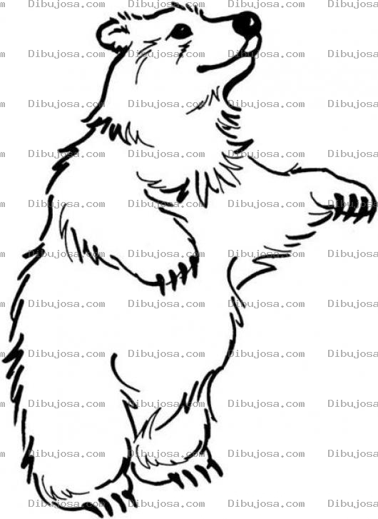 Dibujo para colorear Dibujo De Oso Parado En Dos Patas Para Pintar Y Colorear