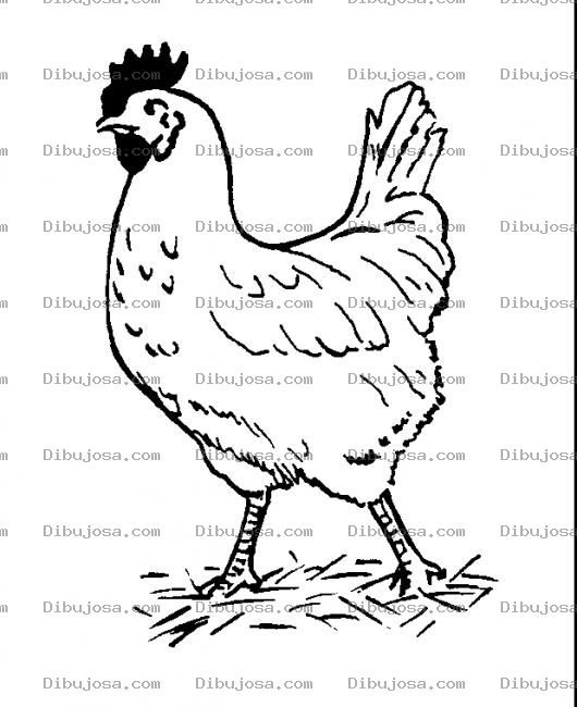 Dibujo para colorear Dibujo De Pollo Caminando Para Pintar Y Colorear