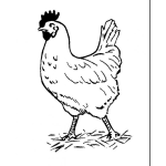 Dibujo para colorear Dibujo De Pollo Caminando Para Pintar Y Colorear