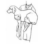 Dibujo para colorear Veterinario Cargando A Un Perro Para Pintar Y Colorear