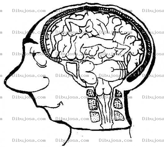 Dibujo para colorear Dibujo Del Cerebro Del Hombre Para Pintar Y Colorear