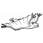 Dibujo para colorear Ranavoladora Dibujo De Rana Voladora Para Pintar Y Colorear A Una Ranita Con Alas De Murcielado
