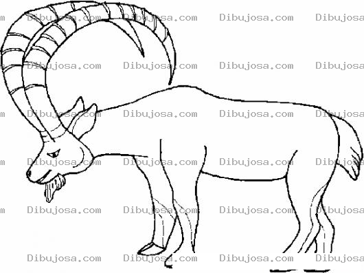 Dibujo para colorear Dibujo De Cabro De Cuernos Grandes Para Pintar Y Colorear