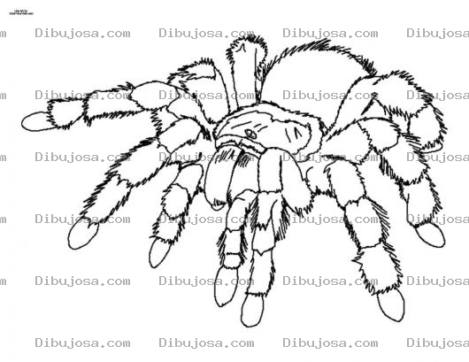 Dibujo para colorear Dibujo De Tarantula Peluda Para Pintar Y Colorear Arana Venenosa