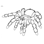 Dibujo para colorear Dibujo De Tarantula Peluda Para Pintar Y Colorear Arana Venenosa