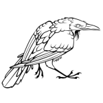 Dibujo para colorear Dibujo De Zanate Para Pintar Y Colorear