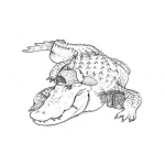 Dibujo para colorear Dibujo De Lagarto Con Gorra Para Pintar Y Colorear