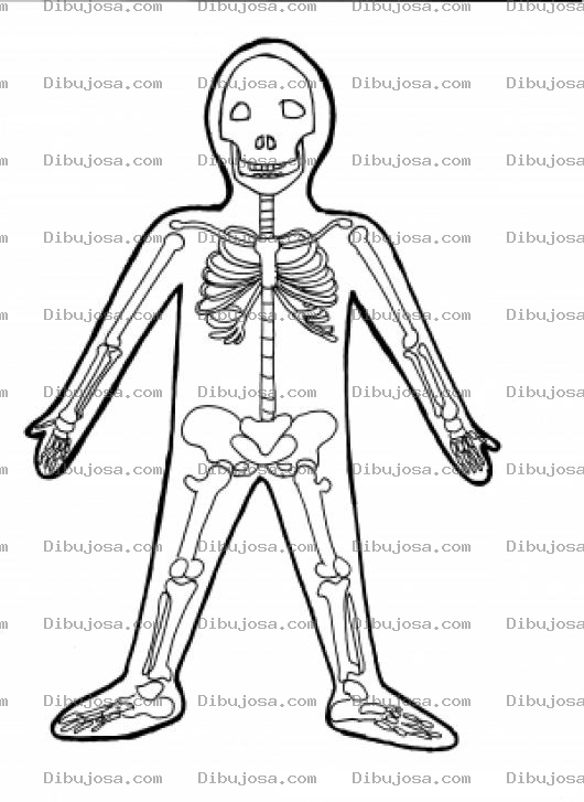 Dibujo para colorear Dibujo De Los Huesos Del Cuerpo Humano Para Pintar Y Colorear
