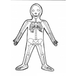 Dibujo para colorear Dibujo De Los Huesos Del Cuerpo Humano Para Pintar Y Colorear