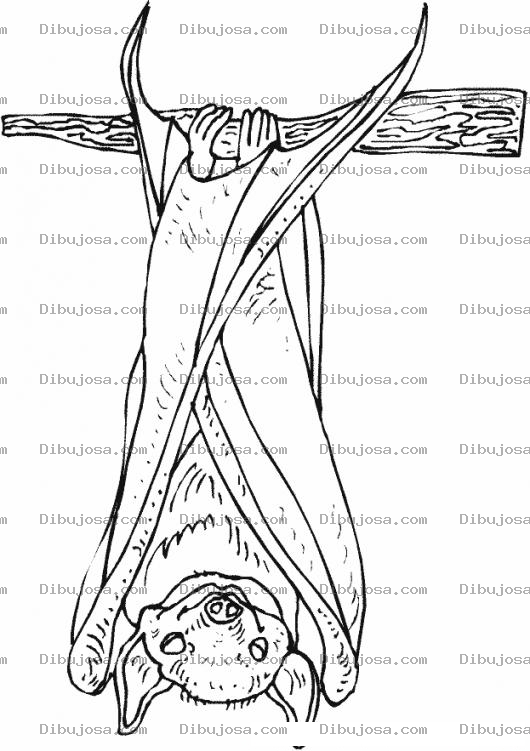 Dibujo para colorear Dibujo De Murcielago Colgado De Una Rama Para Pintar Y Colorear